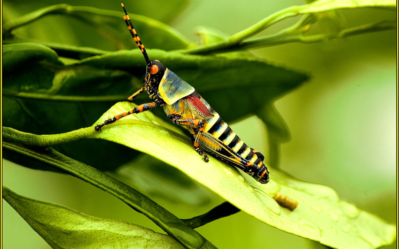 Elegant Grasshopper Nymph
